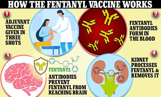 Scientists create vaccine for FENTANYL - the frighteningly potent opioid killing 200 Americans | Daily Mail Online