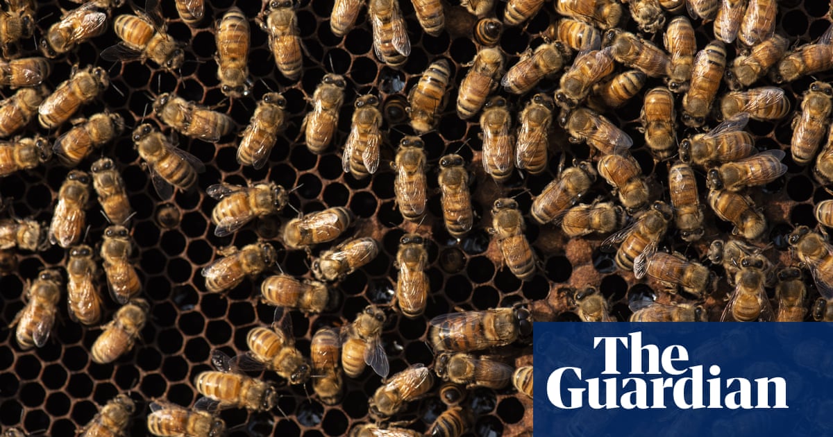 US government approves use of world’s first vaccine for honeybees  | Bees | The Guardian