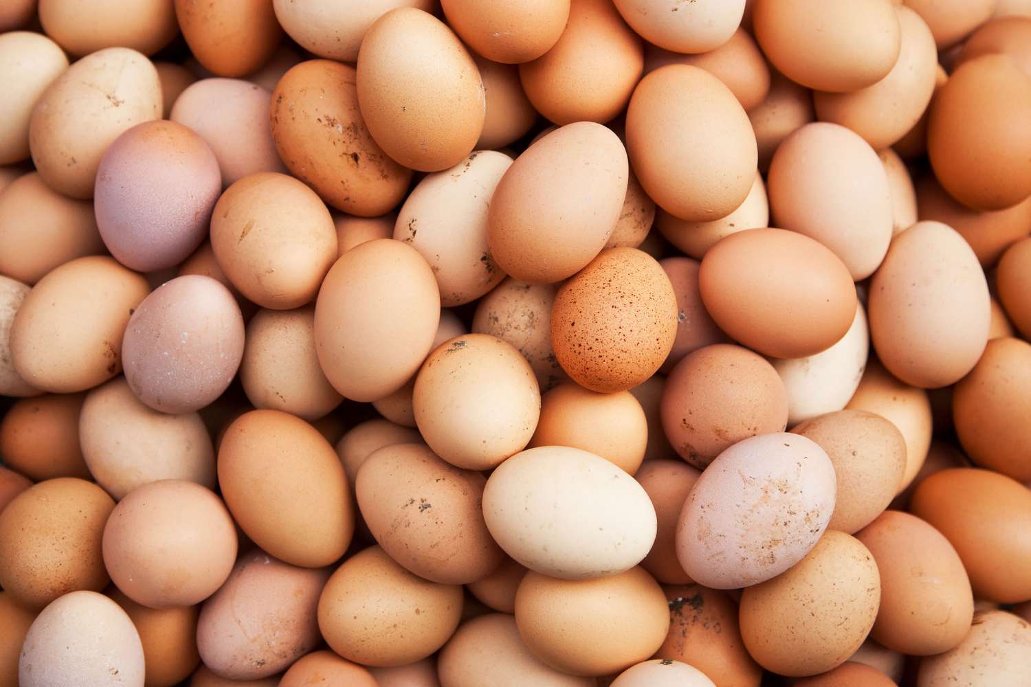 Egg Smuggling Is on the Rise in the US