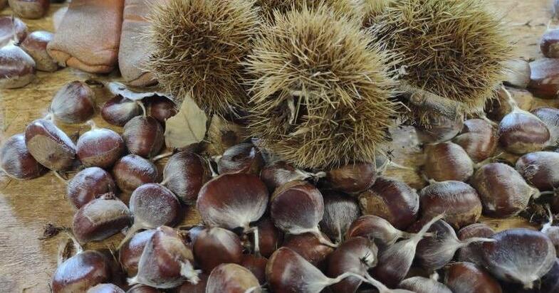 A fungus wiped out 3.5 billion American chestnut trees. Scientists believe genetically-engineered blight-resistant trees will bring them back | Home-garden | berkshireeagle.com