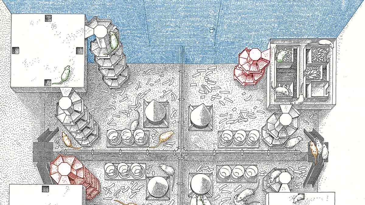 The Calhoun rodent experiments: the real-life rats of NIMH