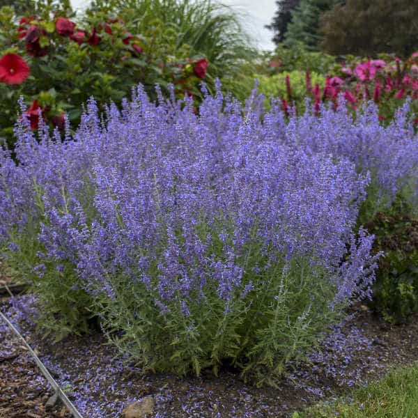 Mosquitoes Hate These Plants. Grow Them In Your Home