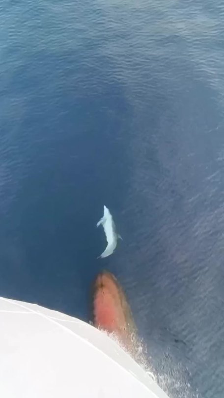 viejospellejos on Tumblr