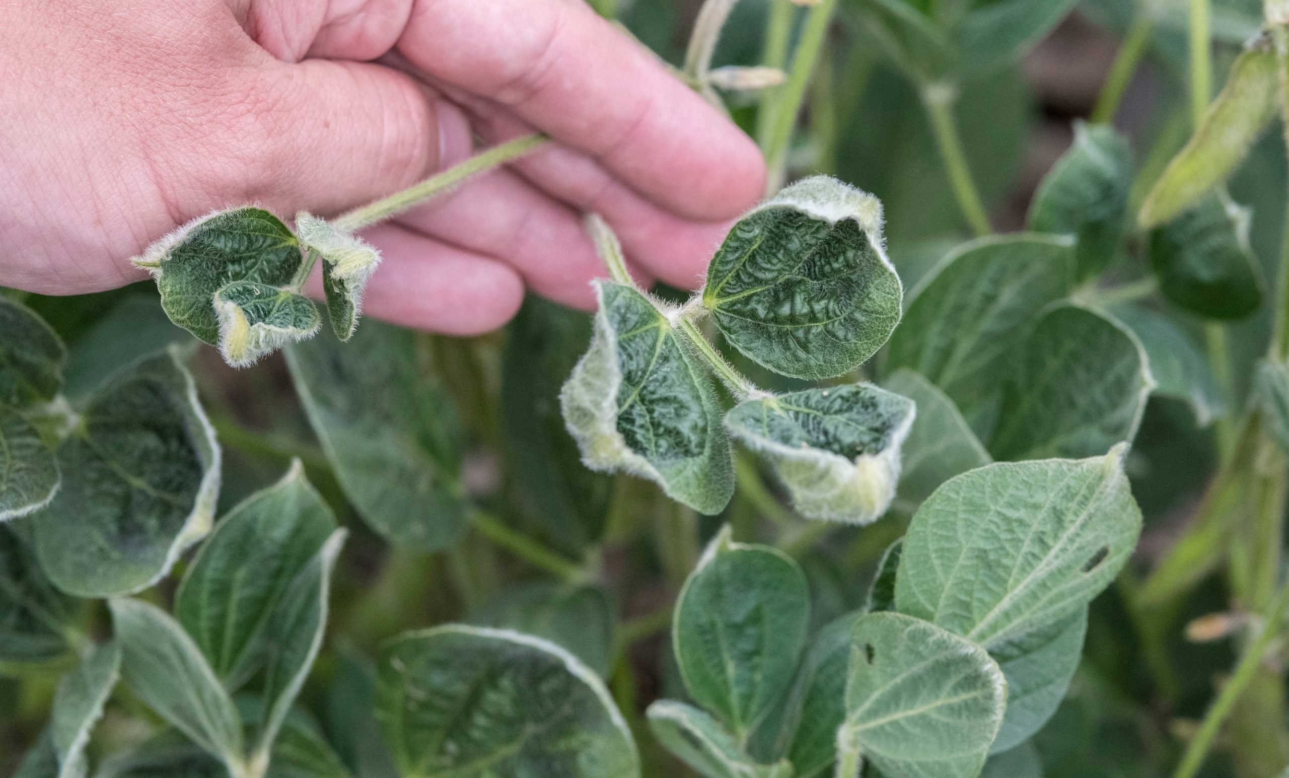 Bayer sues four Missouri farmers for illegally spraying dicamba, saving and replanting seeds from the company’s genetically-engineered crops - Investigate Midwest