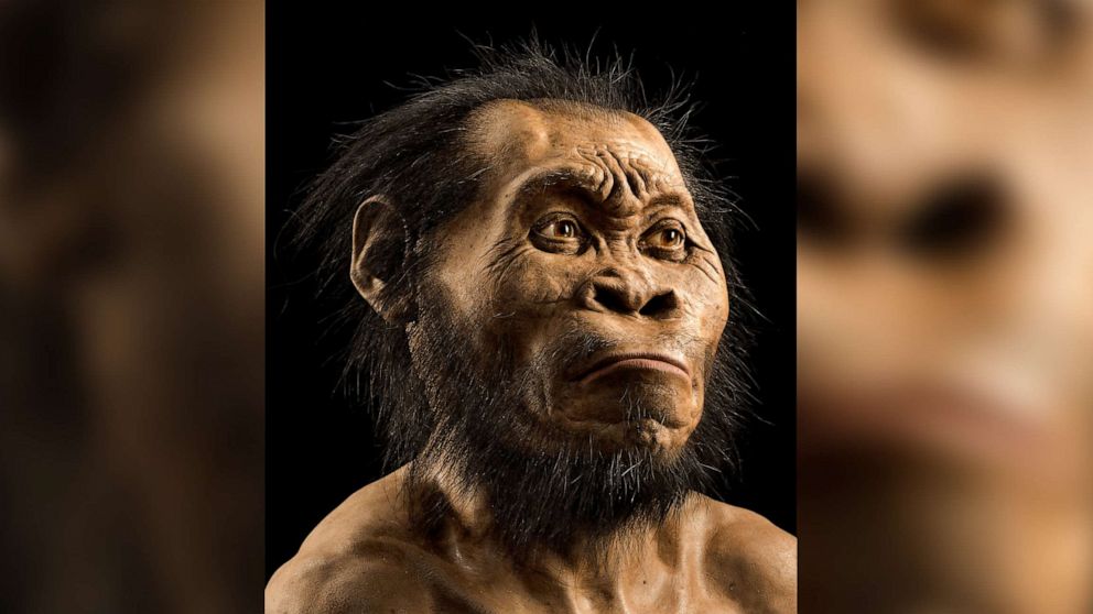 Homo naledi had a brain one-third the size of humans but displayed intelligence far beyond, according to new discovery - ABC News