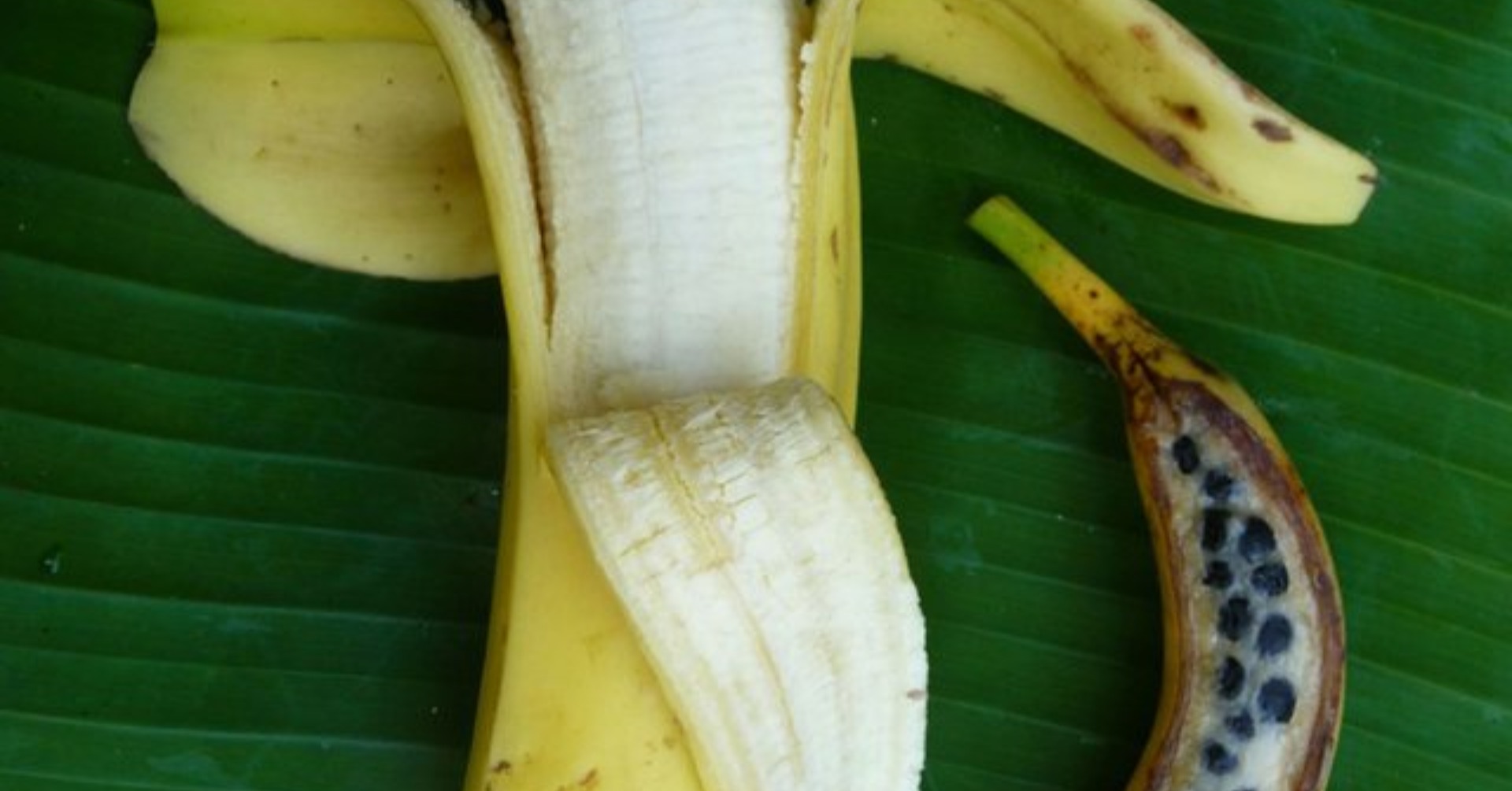 The Domestication of Bananas and Their Transformation into a Seedless Fruit - Hasan Jasim