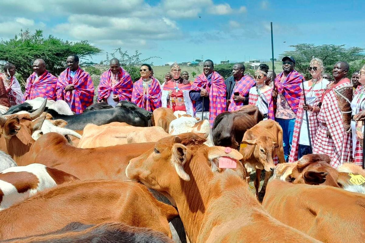 Oxford University offers 98 cows to Maa families for ‘stolen’ artefacts | Nation