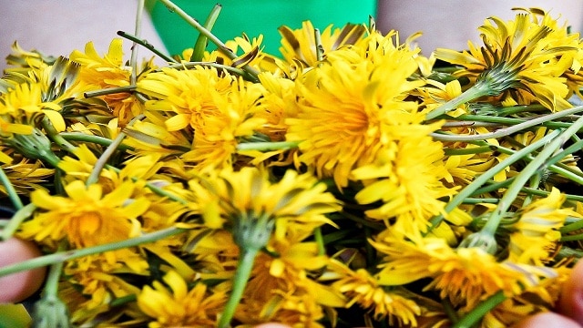 Dandelions are not Weeds. They Can Build Bones Better than Calcium; Cleanse the Liver and Can Treat Eczema and Psoriasis