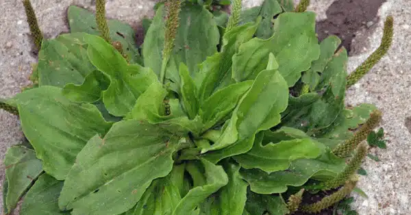 This Little Weed is one of the Most Useful Medicines on the Planet