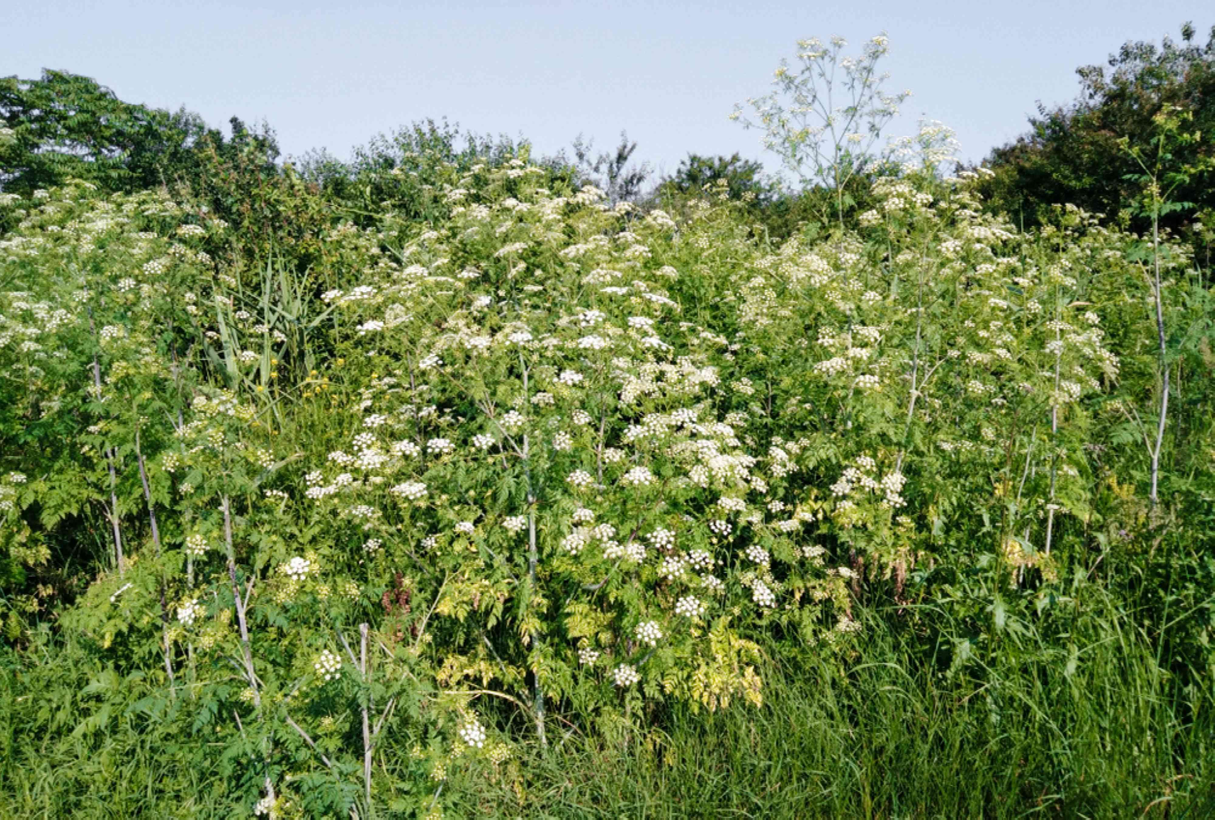 How to Identify and Remove Poison Hemlock