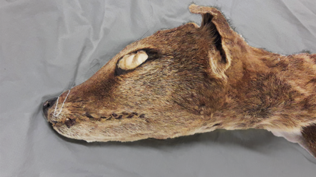 RNA Recovered From an Extinct Species for the First Time