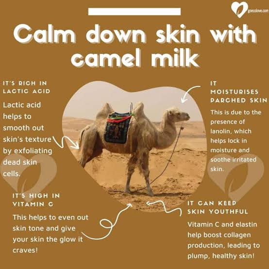Camel milk to treat sensitive skin problems - Care Beauty