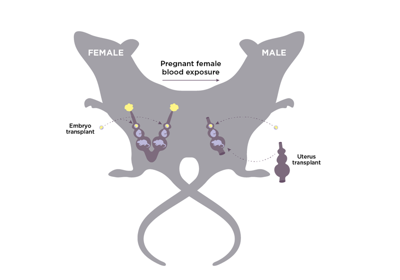 Study that Impregnated Male Rats Stirs Controversy  | The Scientist Magazine®