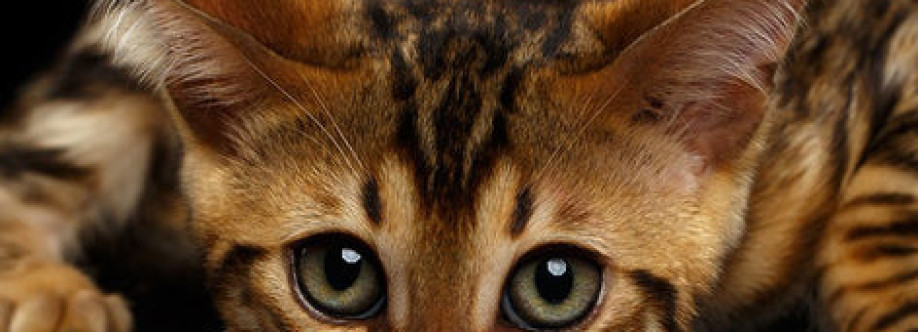 Bengal Cats