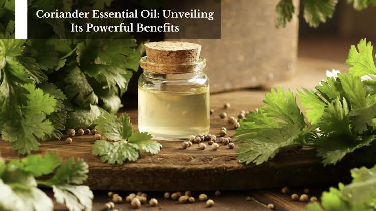 Coriander oil is a natural alternative to antibiotics - Care Beauty