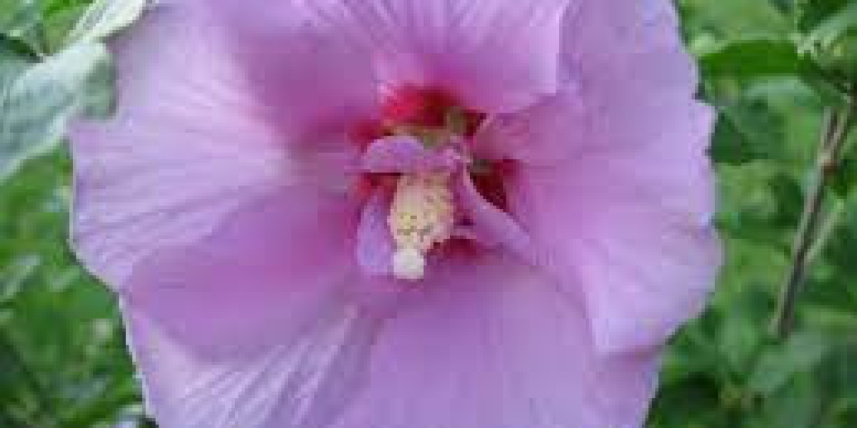 THE ROSE OF SHARON