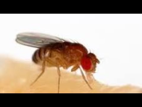 They are trying to mess with the fruits and vegetables in the black community - YouTube