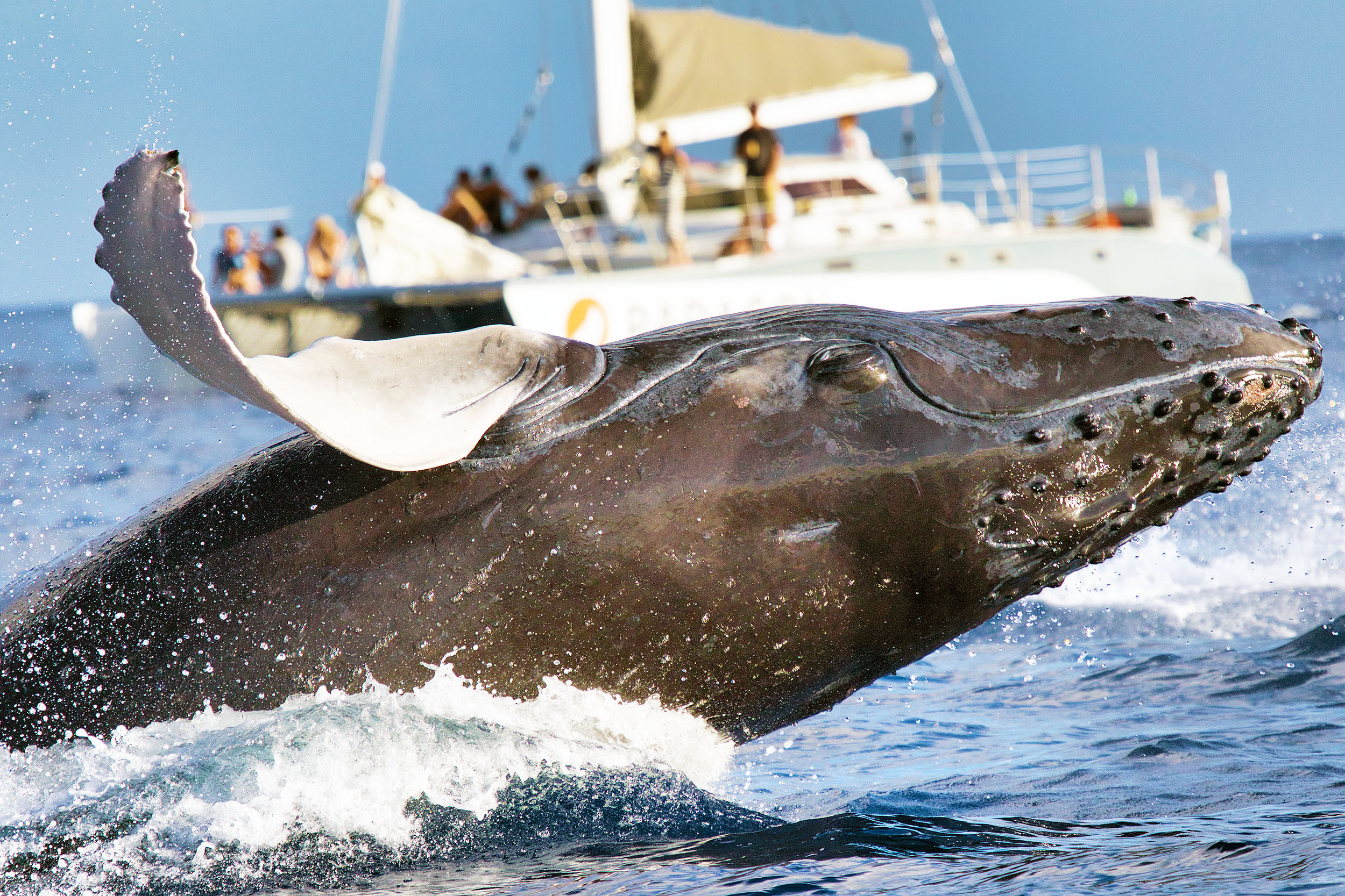 Scientists have 20-minute “conversation” with a humpback whale • Earth.com