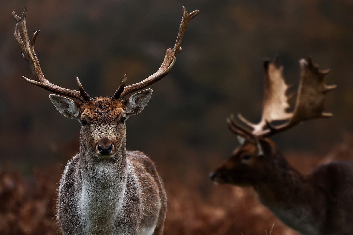 Scientists warn ‘zombie deer disease’ could spread to humans as cases surge across US | The Independent