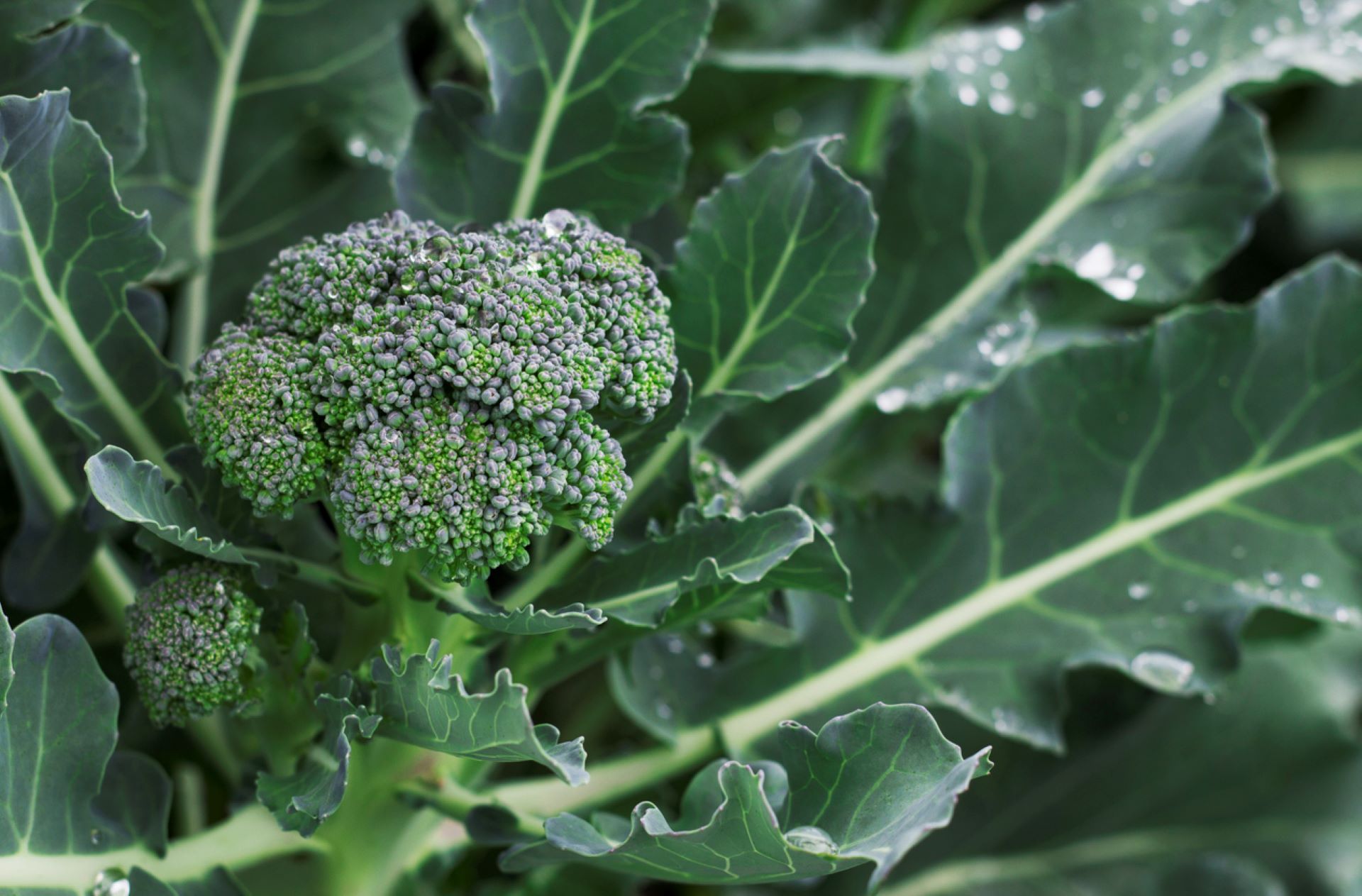 Scientists creating broccoli of the future with one incredible feature: 'We should be able to…develop a new biotechnology'