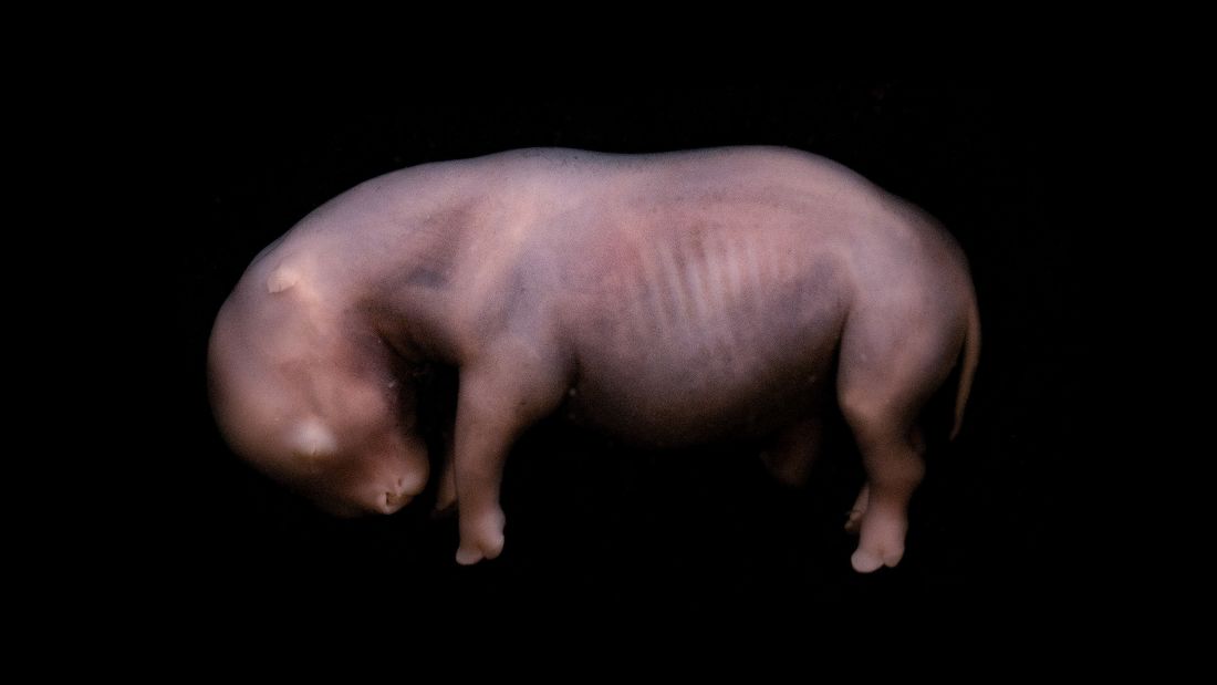 Just two northern white rhinos are left on Earth. A new breakthrough offers hope