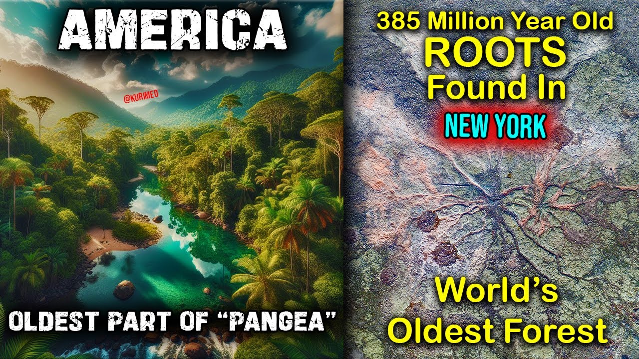 Worlds Oldest Trees  Forest In New York / Terraforming and Living Things Began In America - YouTube