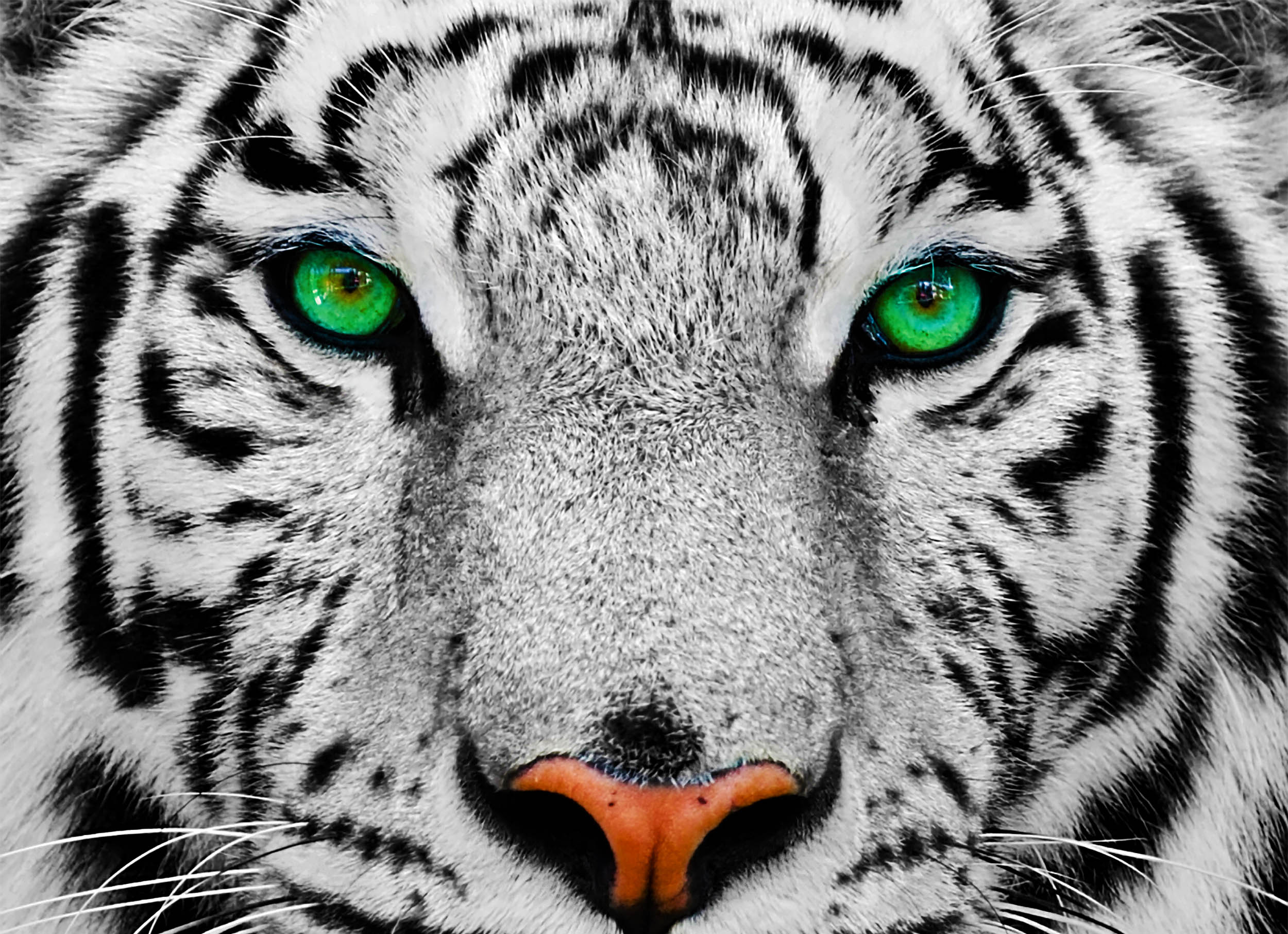 New camera takes photos using the same colors animals can see • Earth.com