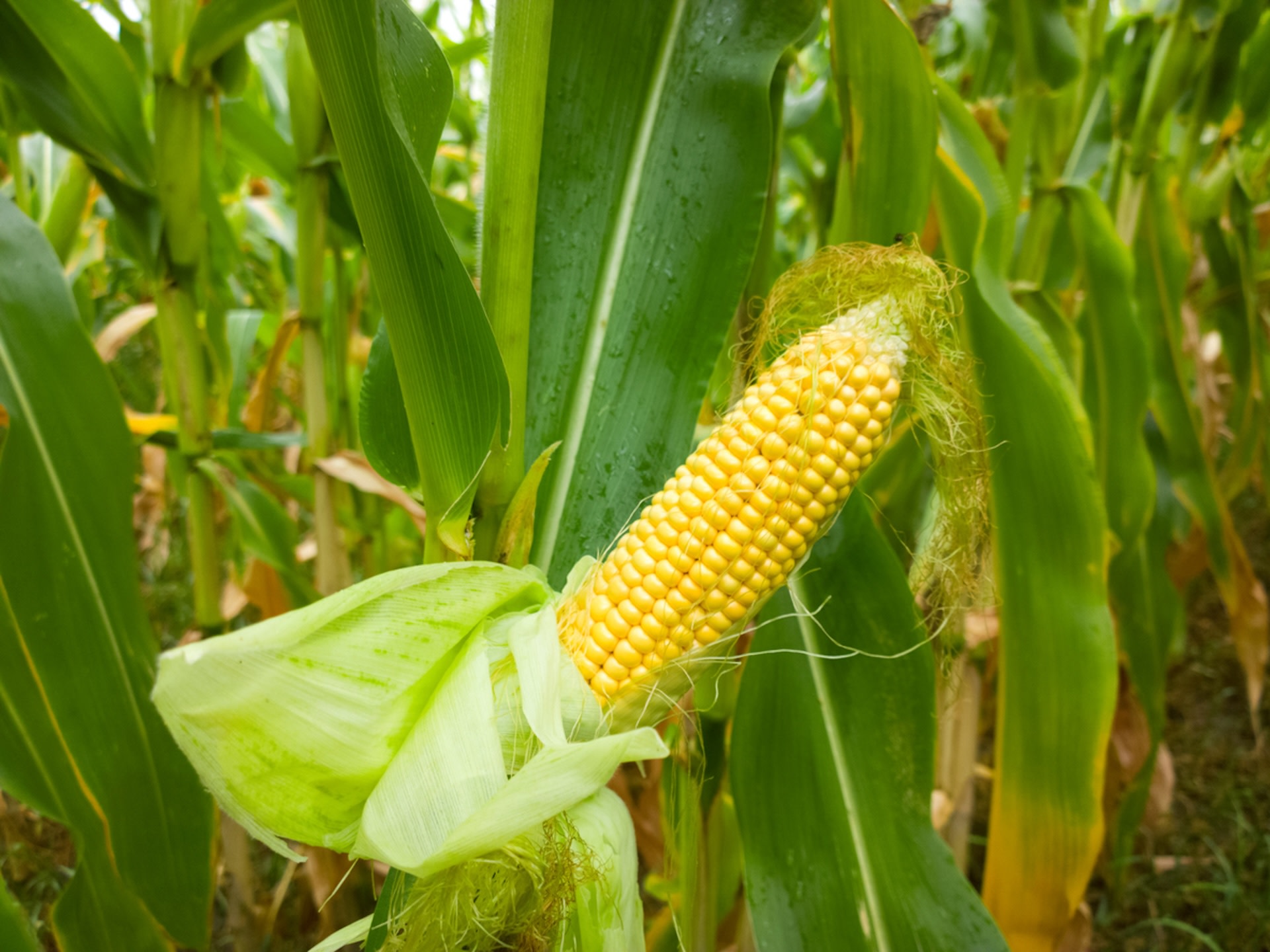 US finds Bayer's genetically modified corn can be safely grown — but there's a big catch