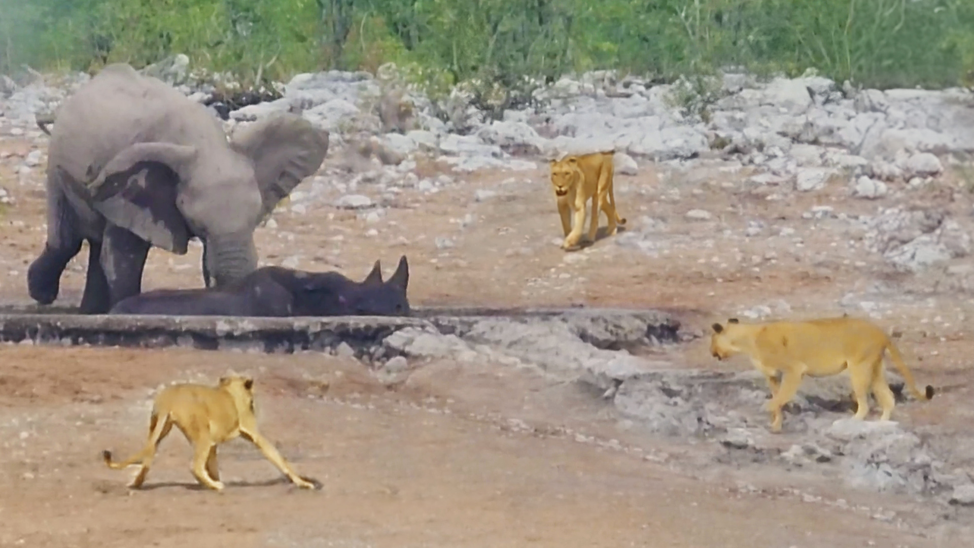 Elephants Try Saving Stuck Rhino from Hungry Lions