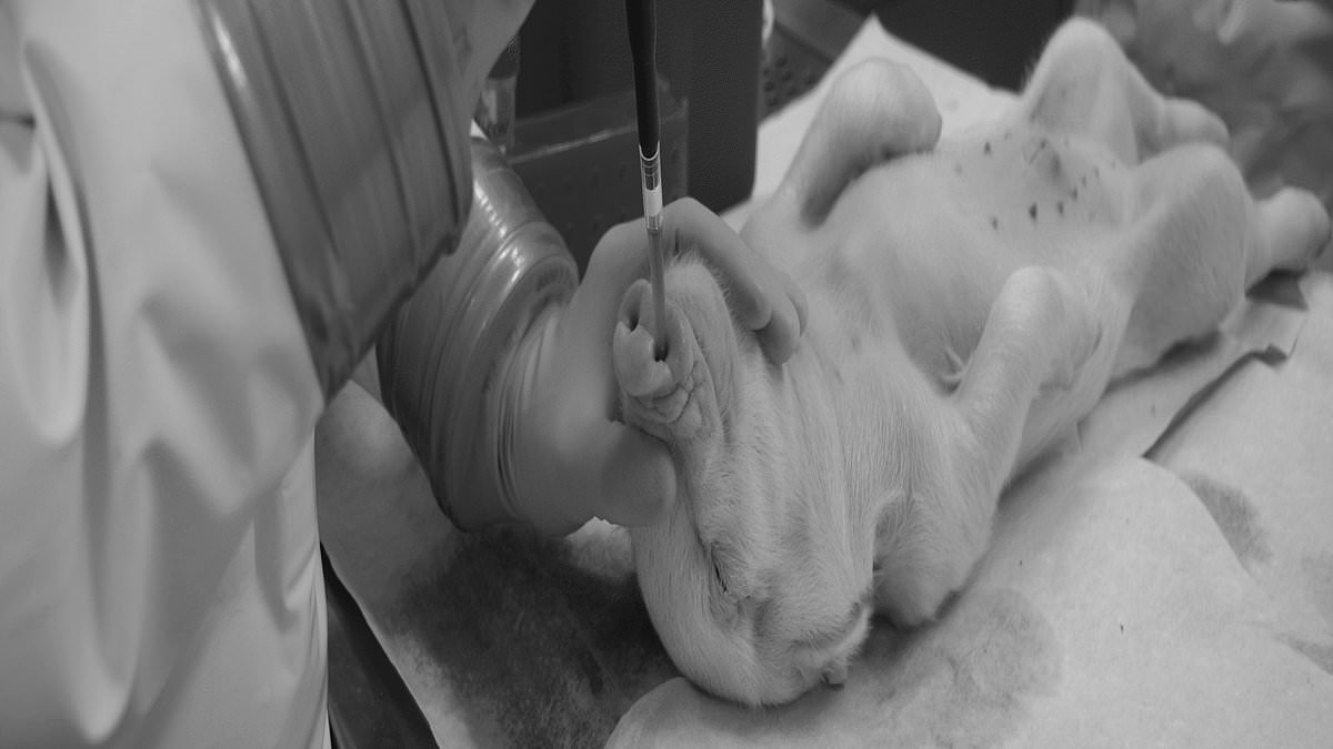 Inside NIH virus lab in Montana - that has eerie ties to Wuhan - where US scientists inject pigs and monkeys with EBOLA and other dangerous bio-agents | Daily Mail Online