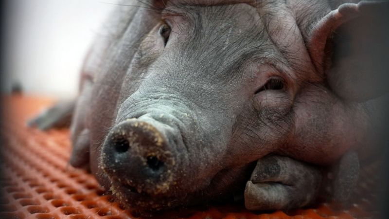 More people need transplants than there are organ donors. Pigs might offer a solution | CNN