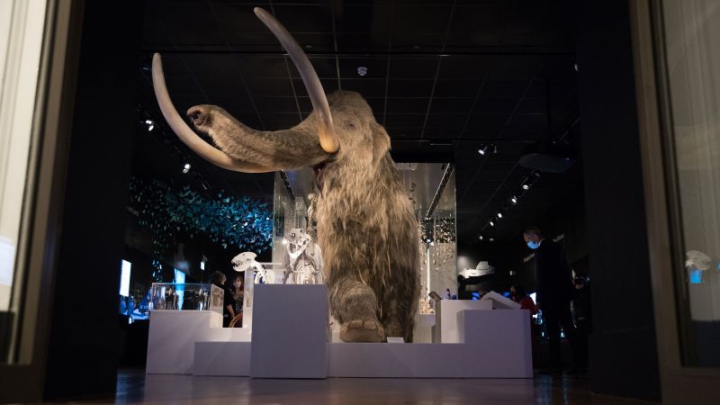Can the woolly mammoth really be resurrected? Scientists take a small step closer | CNN