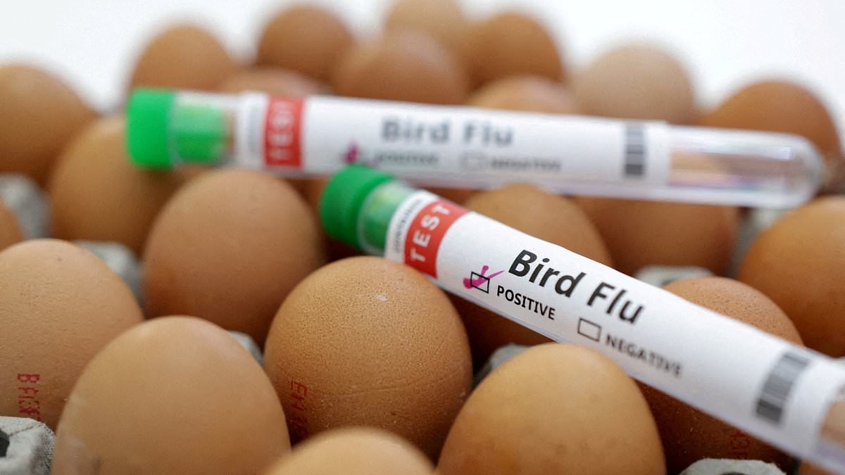 FDA says it's preparing for a bird flu pandemic in people that could kill one in four Americans | Daily Mail Online