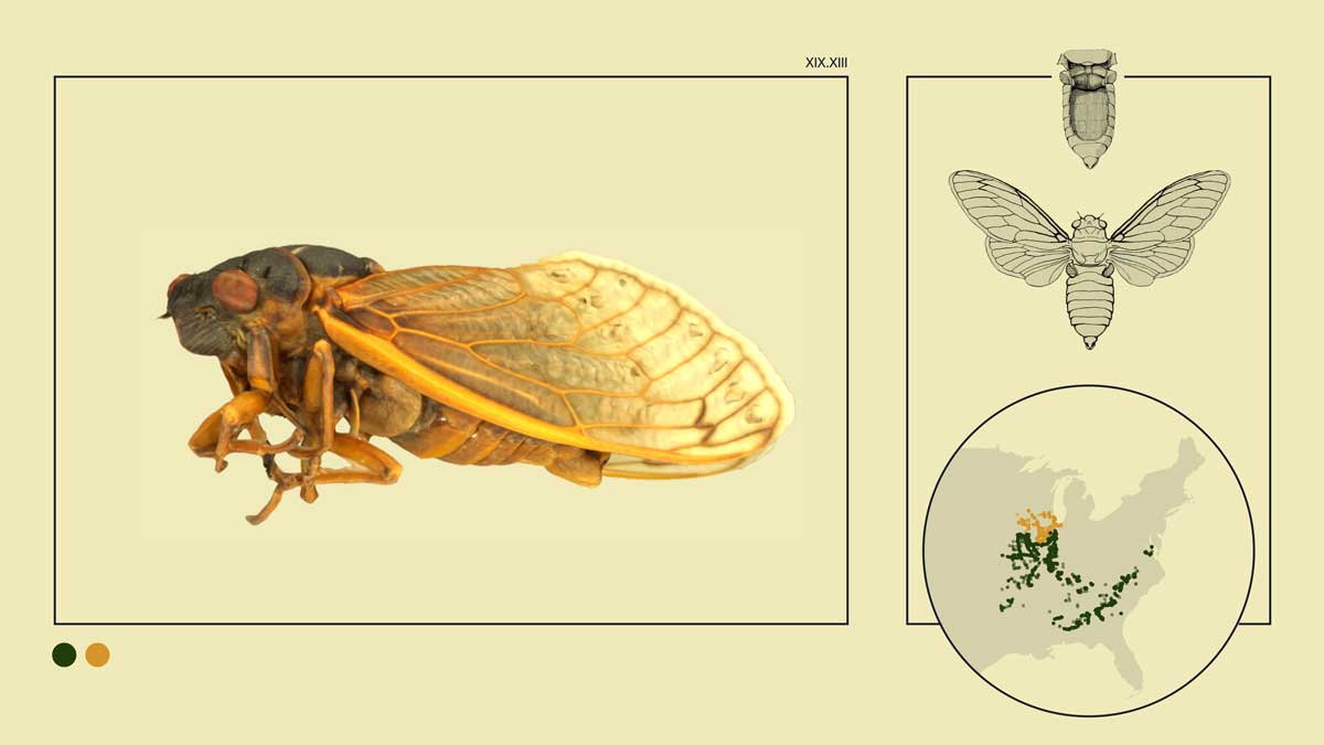 Cicadas rising: A visual guide to 2024’s rare dual appearance