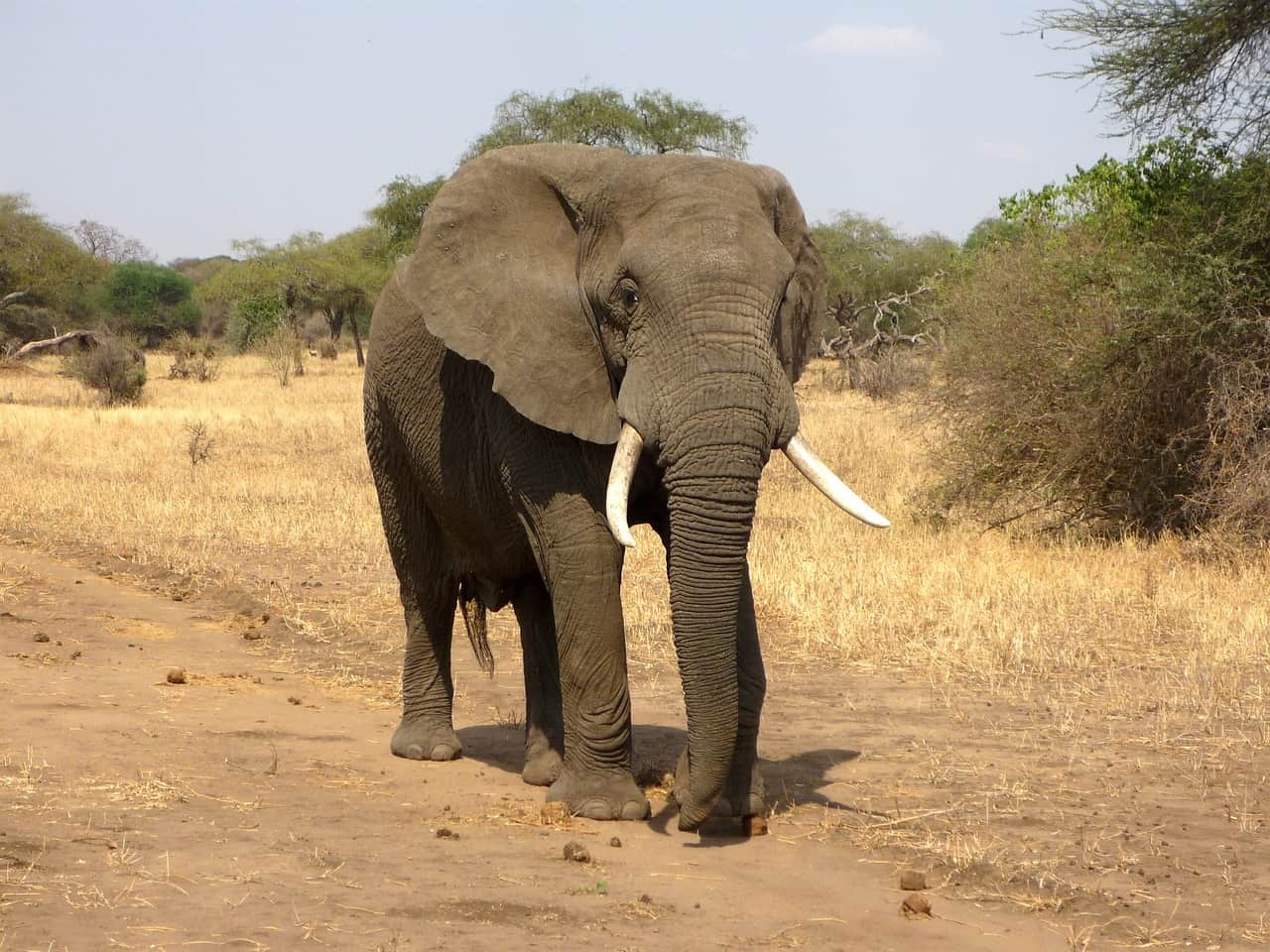 Elephants call each other by name, study finds - Insider Paper