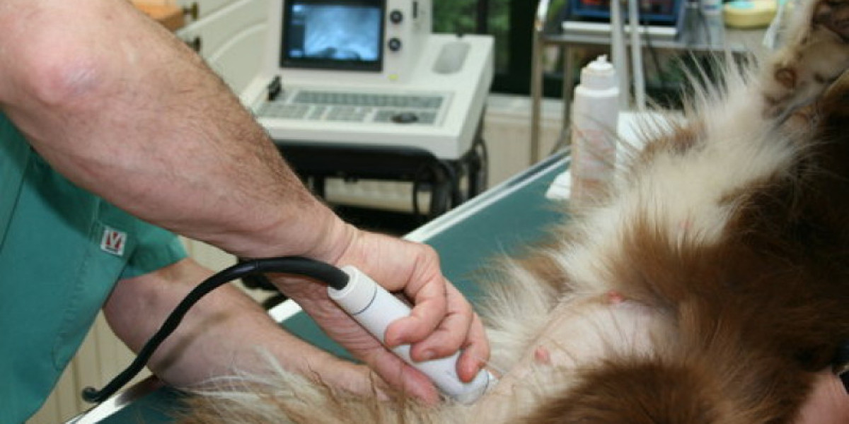7 Signs of Liver Problems in Dogs and What to Do About Them