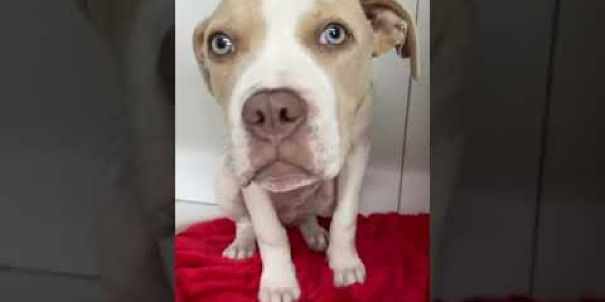 Ecografía veterinaria