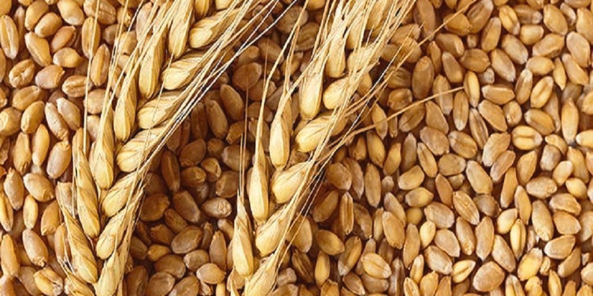 Spring Wheat Seeds Market Size and Share Report: Anticipated Trends 2024-2032