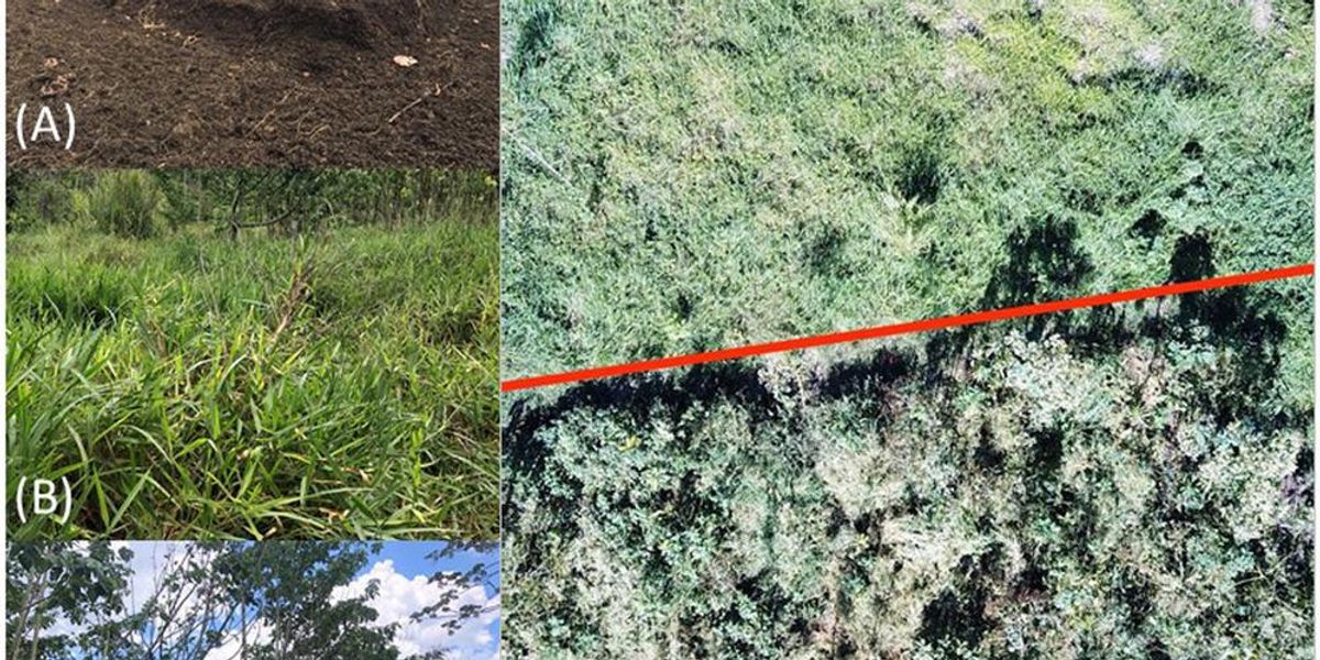 Researchers dumped tons of coffee waste into a forest. This is what it looks like now. - Upworthy