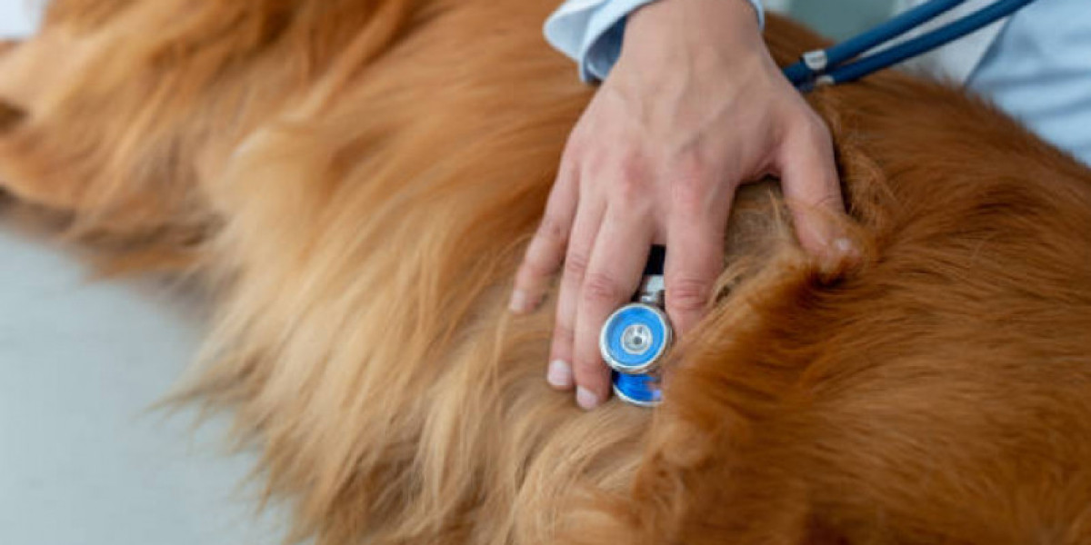 Understanding Blood Tests for Dogs Lexington Vets