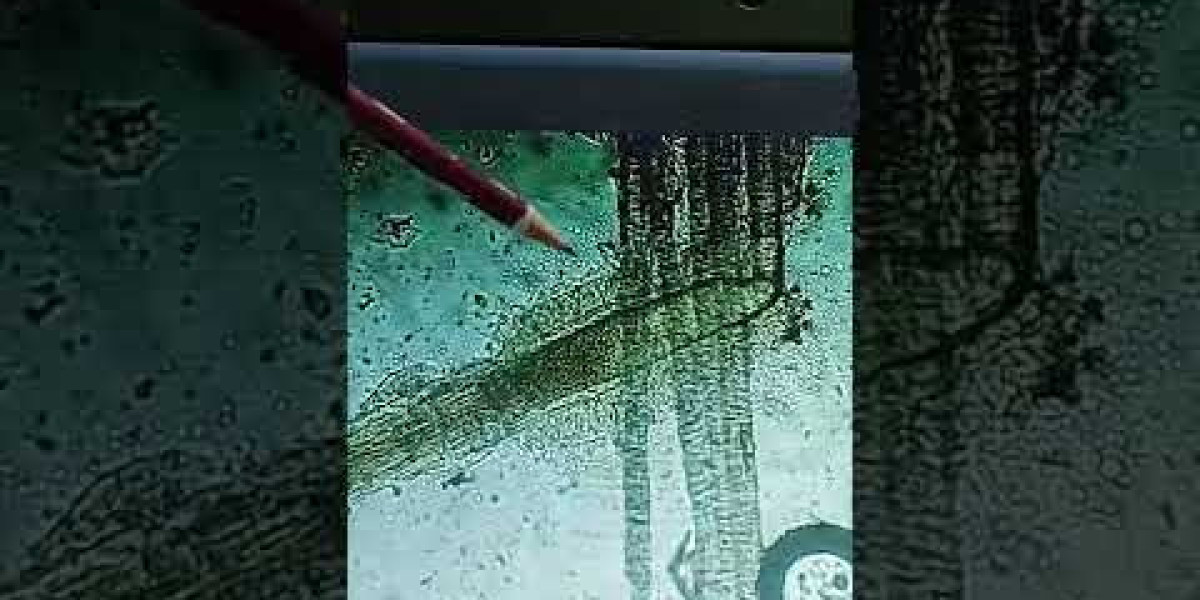 Baremos de Precios en Clínica Veterinaria 2024