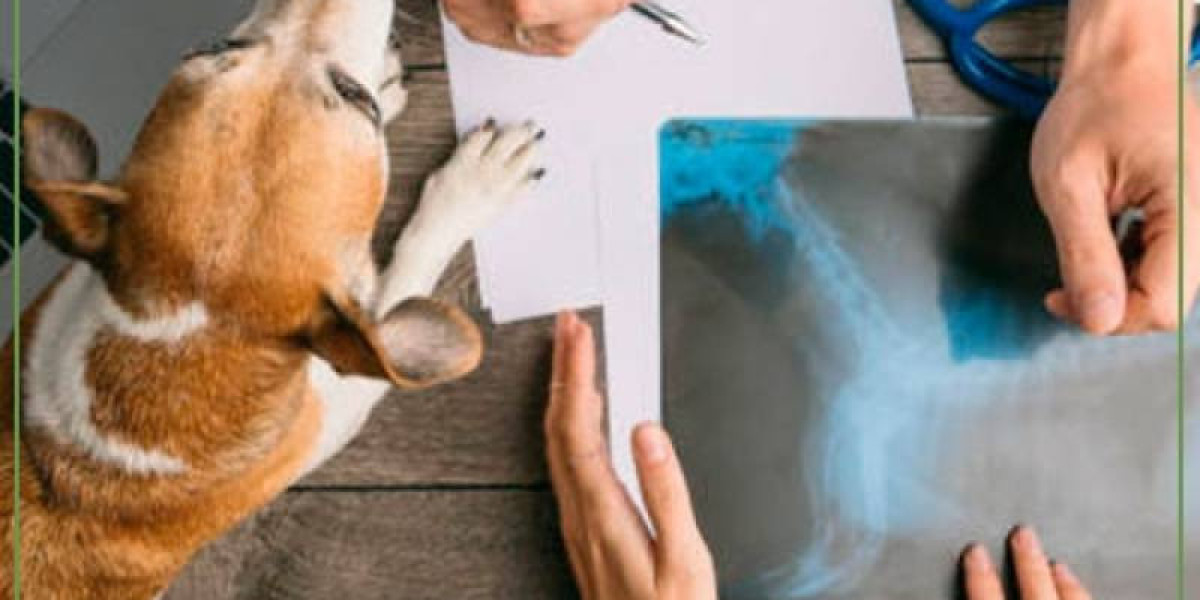 Canine Hypothyroidism: Diagnosis and Treatment