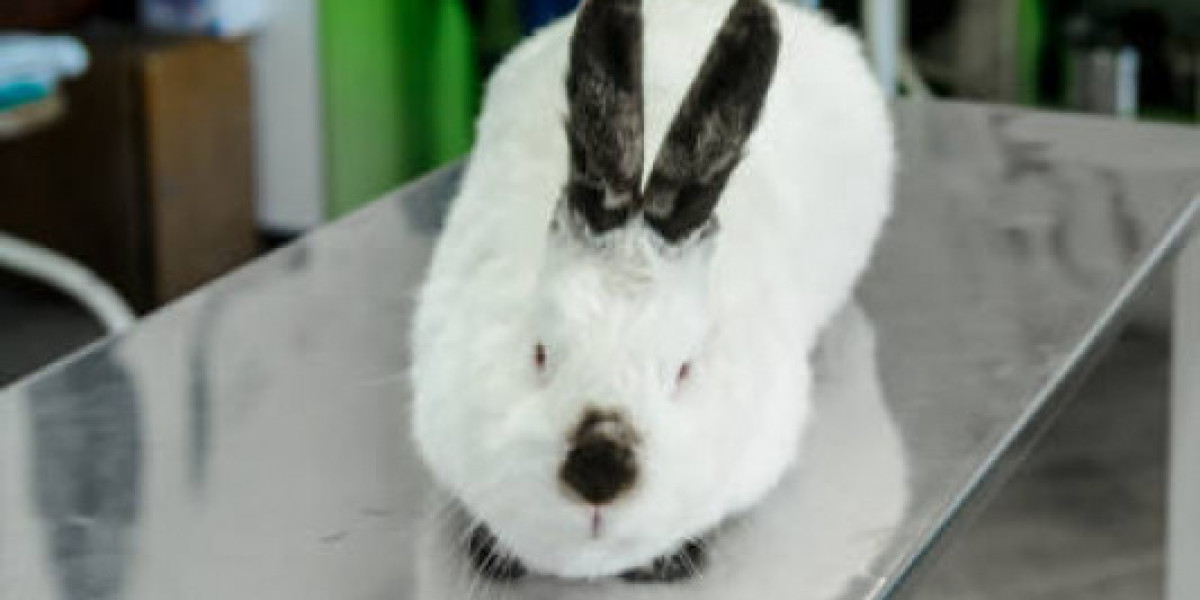 Alimentos Que Regeneran El Hígado En Perros