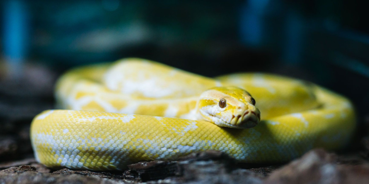 Pet Snakes Market Poised for Steady Growth: $5.26 Billion in 2024 to $7.21 Billion by 2032