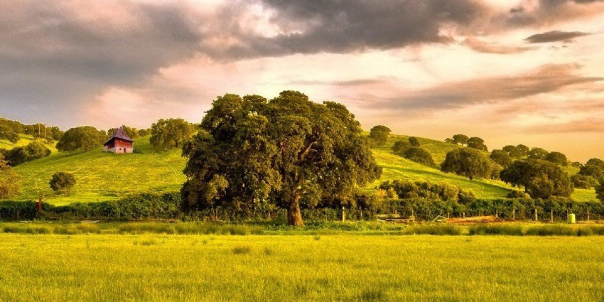 O que atrai o 5588bet