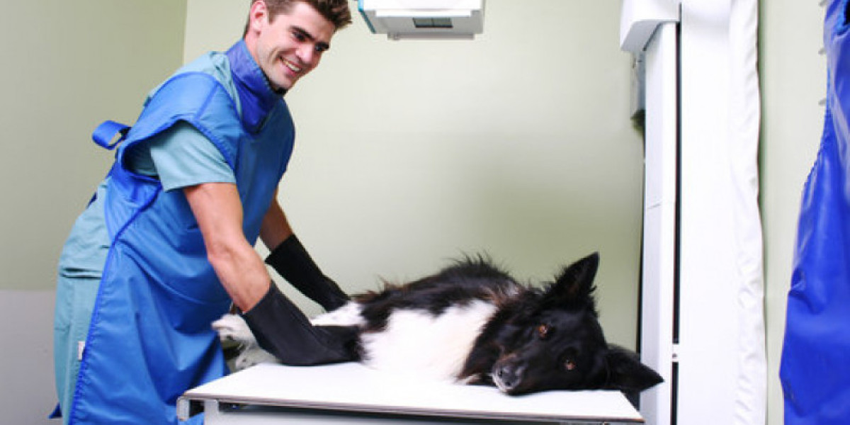 Hipotireoidismo em Animais: Sintomas e Impactos na Saúde que Você Precisa Conhecer