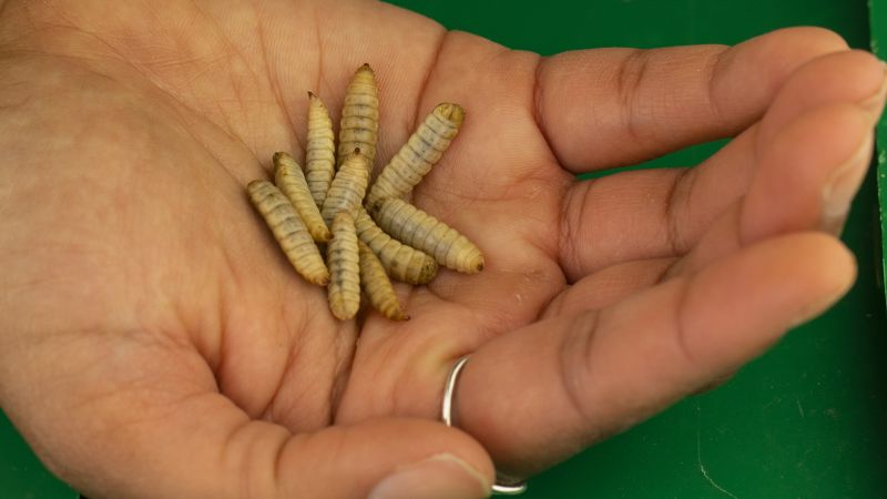 Tyson Foods, one of the biggest meat producers, is investing in insect protein | CNN Business