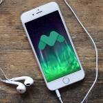 Robinienbaum Robinie