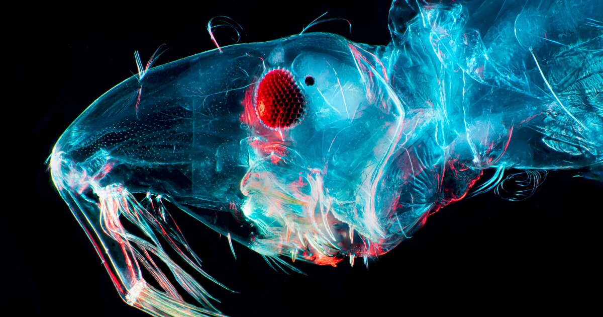 Oropouche virus 101: A guide to a little-known virus that's raising concern this year