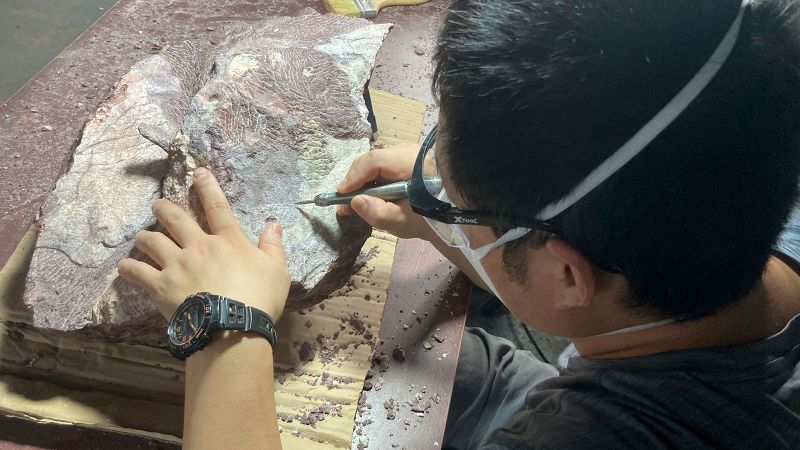 First-ever dinosaur fossils discovered in Hong Kong | CNN